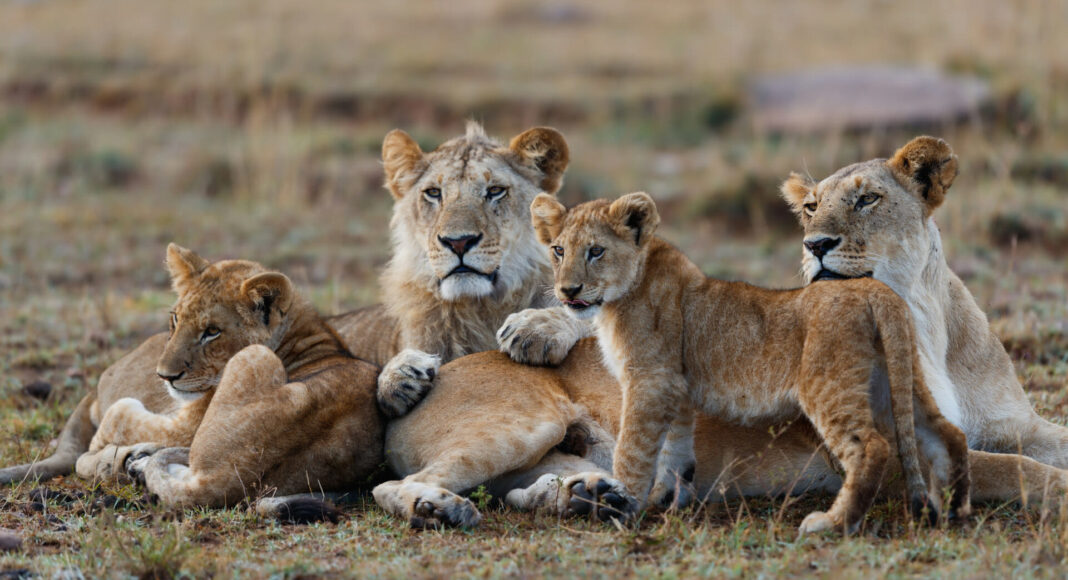 Pride of Lions in Masai Mara Kenya