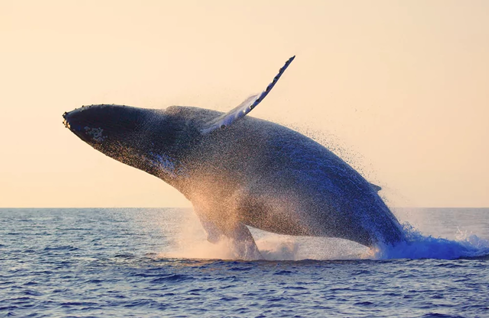 Watch Humpback Whales in Madagascar